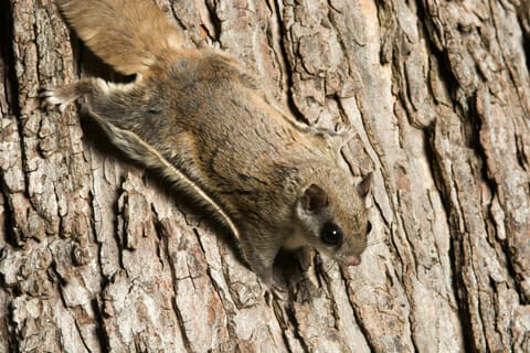 https://ed7vcrhfufg.exactdn.com/wp-content/uploads/2022/02/Central-Virginia-Flying-Squirrel-Control.jpg?strip=all&lossy=1&ssl=1