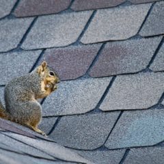squirrel removal and control in Central Virginia
