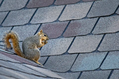 squirrel removal and control in Central Virginia