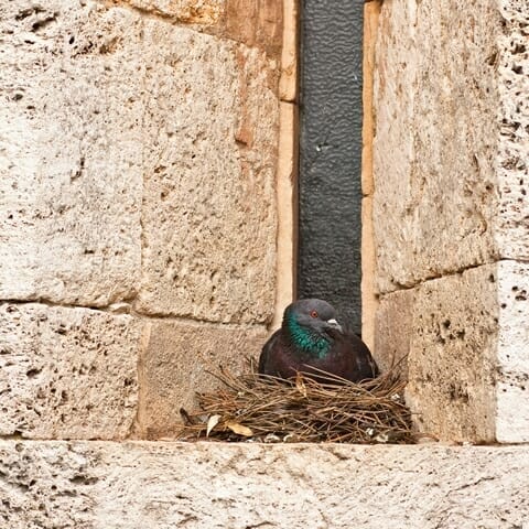 Pigeon nest problem Ivy VA