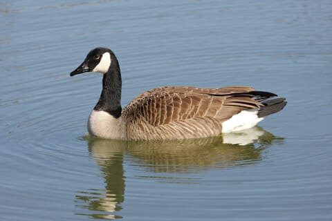 Goose Nuisance on Harrisonburg Residential Pond