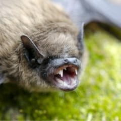 Bat removal on Charlottesville property infestation
