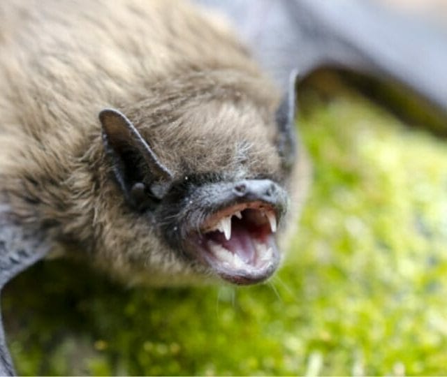 Bat removal on Charlottesville property infestation