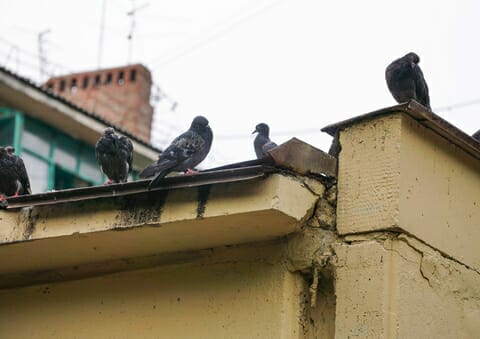 Pigeons damage Henrico Midlothian VA home roof