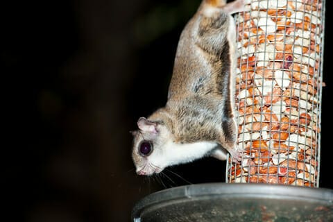 Removing flying squirrels in Afton Virginia