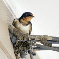 A barn swallow sits on a nest attached to a house