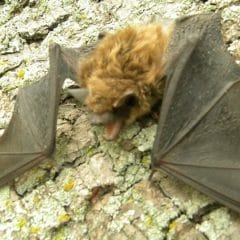 Central Virginia Tree Bats removal, prevention