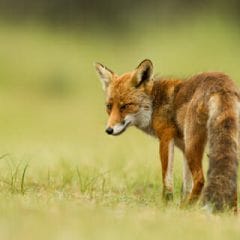 fox removal in Central Virginia
