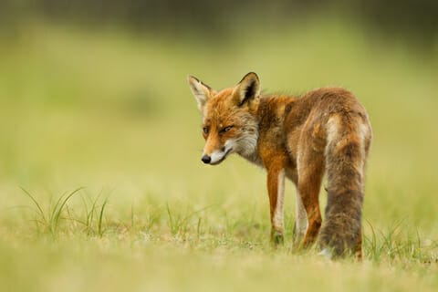 fox removal in Central Virginia