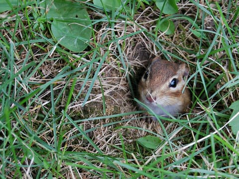 chipmunk control richmond Virginia