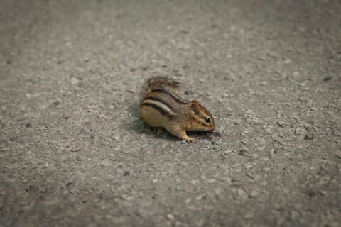 Trapping Chipmunks - A-Z Animals
