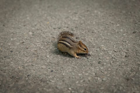 Trapping chipmunks Charlottesville VA