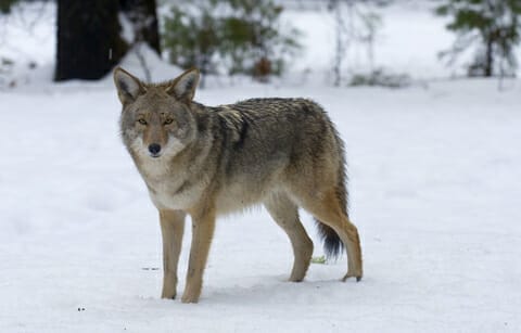 coyote removal in Central Virginia