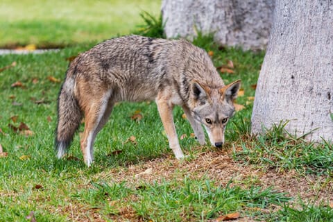 Coyote trapping Charlottesville, Central Virginia