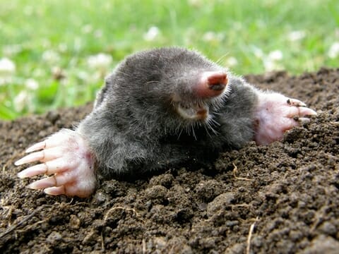 mole removal in Central Virginia