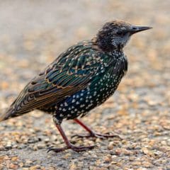 A fledgeling starling on the ground