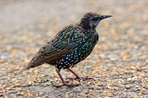 A fledgeling starling on the ground