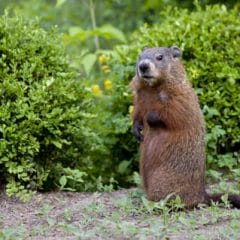 groundhog removal, prevention in Central Virginia