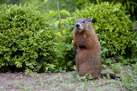 groundhog removal, prevention in Central Virginia