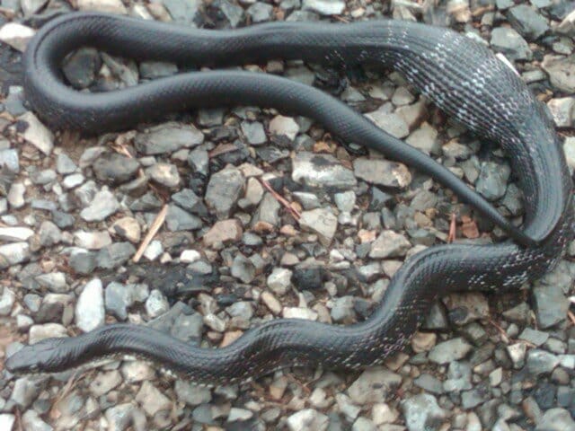 Harrisonburg VA Snake removal staunton