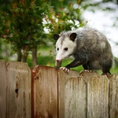 Opossums removal & deterrence in Central Virginia