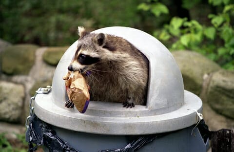 professional raccoon removal charlottesville va from trash can