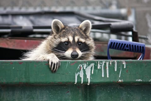 Raccoon removal, deterrence in Central Virginia