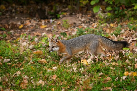 fox-control in Richmond Virginia prowling gray