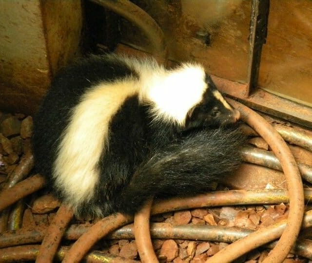 Removing skunks in Richmond Virginia
