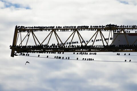 A flock of starlings on a crane overhang
