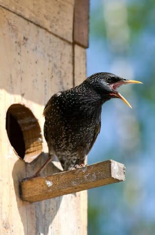 A starling squawks from a birdhouse