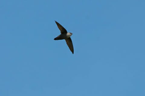 Chimney Swift Control and Mitigation - My Wildlife Pros