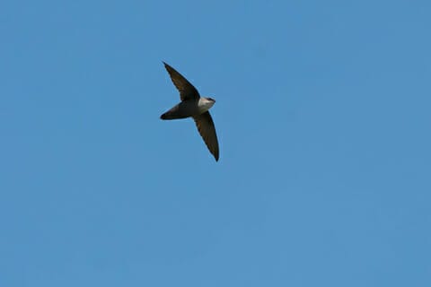 A small chimney swift bird departs a home in Roanoke Virginia to take flight over the local skies.