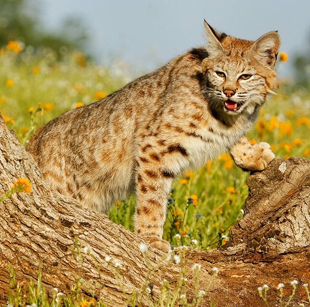 bobcat control removal central va waynesboro staunton