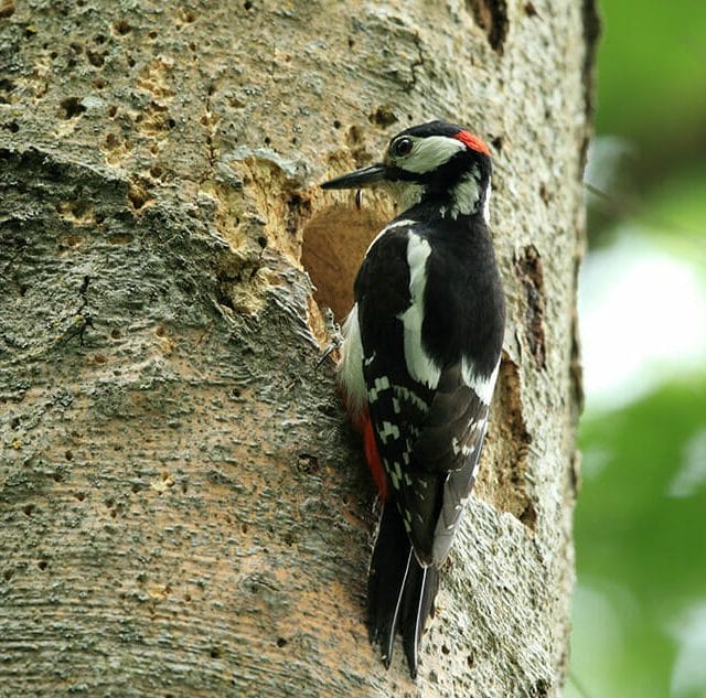 Woodpecker in Roanoke VA damages tree