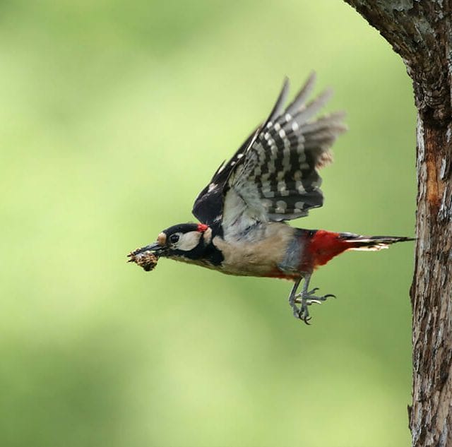 Central Virginia Woodpecker Nuisance