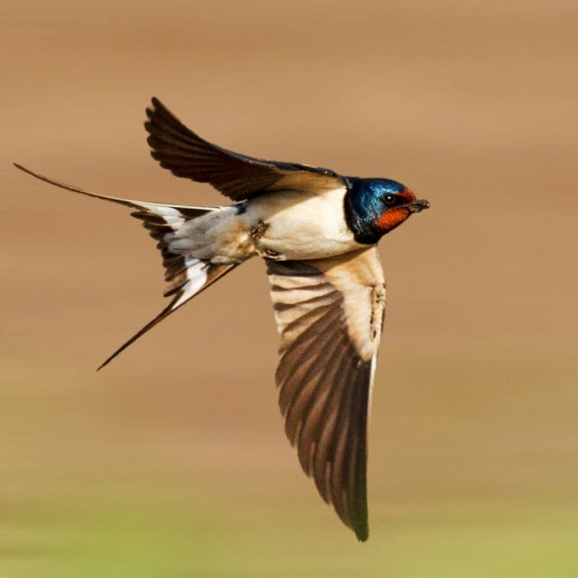 barn swallow flying