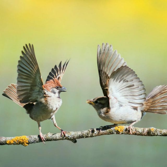 Central Virginia Sparrow Removal nuisance