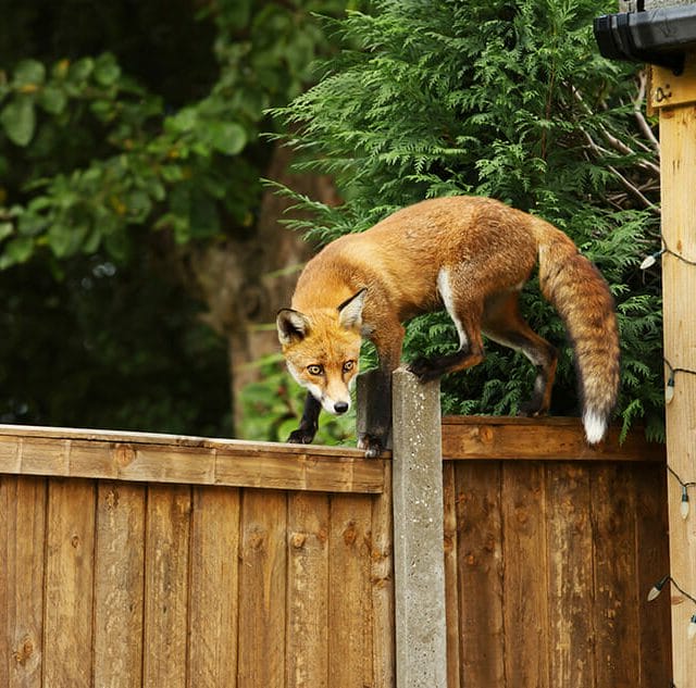 fox-damage on fence in Charlottesville Virginia