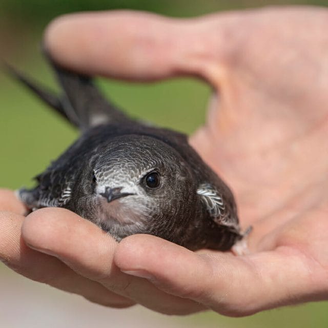 A newborn chimney swift indicates bird nesting inside a Lynchburg VA home chimney.