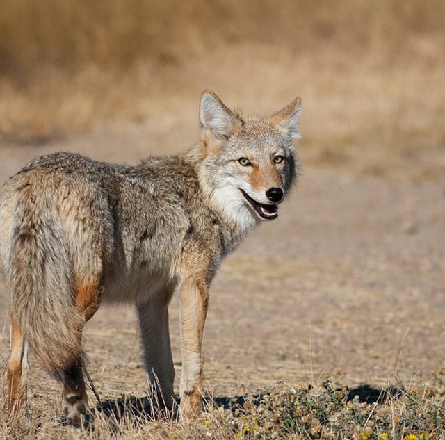 Problem coyote threat Roanoke Virginia