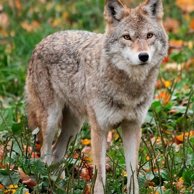 Coyote control Richmond, Central Virginia