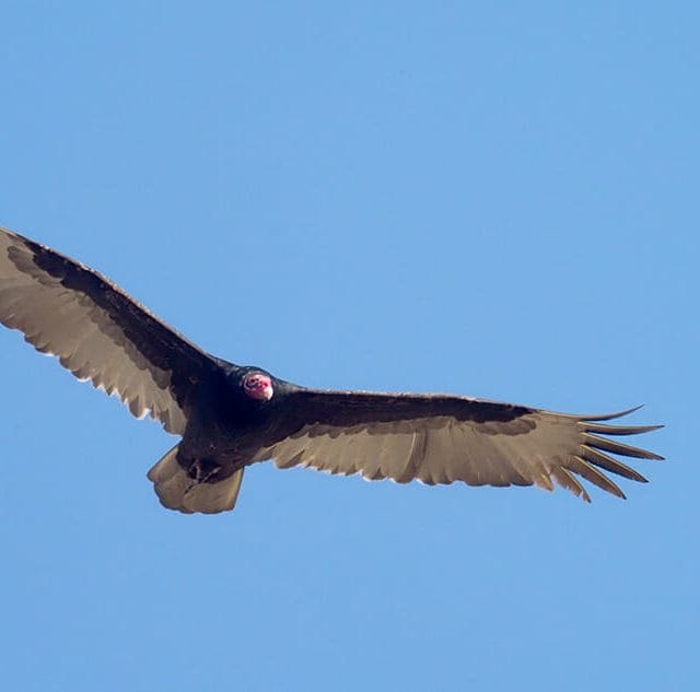 flying vulture