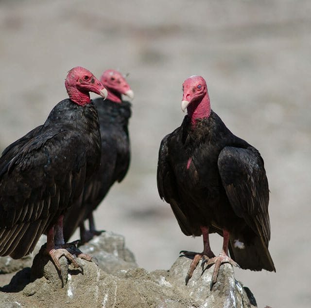 three turkey vultures