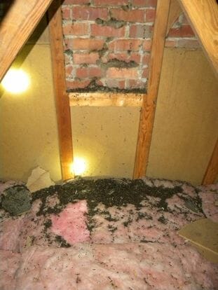 brown bat feces (guano) covering attic insulation with yellow walls