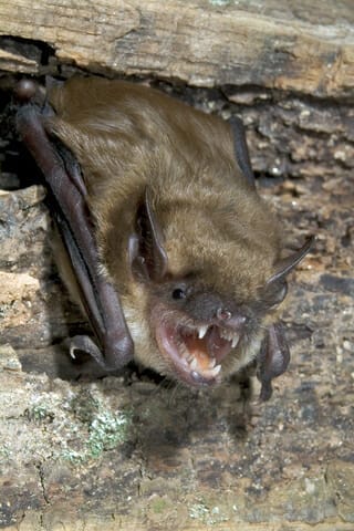 Brown bat with fangs squeezing through hole in home wall in Charlottesville