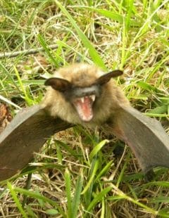 Bat in yard outside residence in pantops Albemarle County virginia
