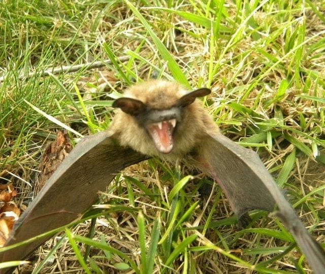 brown bat removed from home in harrisonburg va on grass