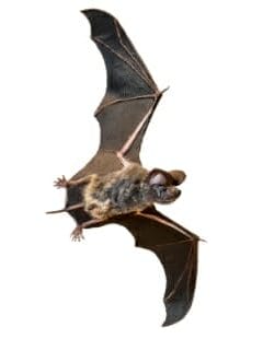 bats flying around my house at night in richmond