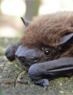 face and head of unhealthy bat with disease on ground